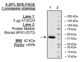 ATAD2A, GST-tag Recombinant – Figure 1 of 2
