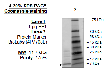 PB1 (BD4), His-tag Recombinant – Figure 1 of 1