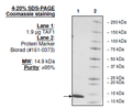 TAF1 (BD1), His-tag Recombinant – Figure 1 of 1