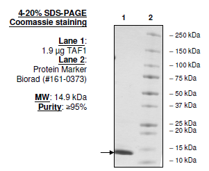 TAF1 (BD1), His-tag Recombinant – Figure 1 of 1