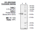 TAF1 (BD1+BD2), GST-tag Recombinant – Figure 1 of 2