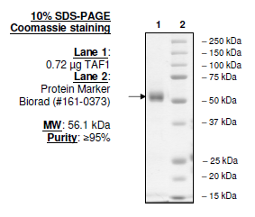 TAF1 (BD1+BD2), GST-tag Recombinant – Figure 1 of 2