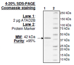 ATAD2B (KIAA1240), GST-tag Recombinant – Figure 1 of 2