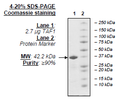 TAF1 (BD2), GST-tag Recombinant – Figure 1 of 1