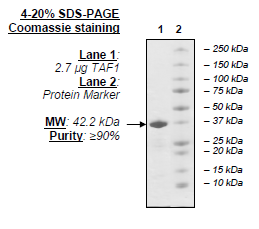 TAF1 (BD2), GST-tag Recombinant – Figure 1 of 1