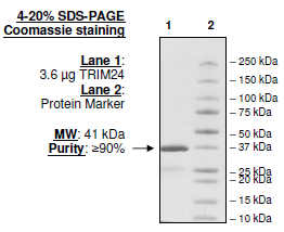 TRIM24 (TIF1), GST-tag Recombinant – Figure 1 of 2