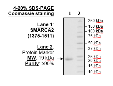 SMARCA2, His-Tag, Biotin-Labeled Recombinant – Figure 1 of 1