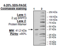 BRPF3, GST-tag Recombinant – Figure 1 of 2
