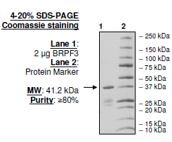 BRPF3, GST-tag Recombinant – Figure 1 of 2