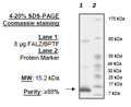 FALZ (BPTF), His-tag Recombinant – Figure 1 of 1