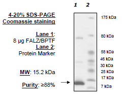 FALZ (BPTF), His-tag Recombinant – Figure 1 of 1