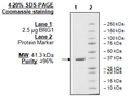 SMARCA4 (BRG1), GST-tag Recombinant – Figure 1 of 1