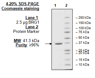 SMARCA4 (BRG1), GST-tag Recombinant – Figure 1 of 1
