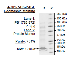 PB1 (BD6), His-tag Recombinant – Figure 1 of 1