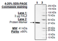FALZ (BPTF), GST-tag Recombinant – Figure 1 of 1