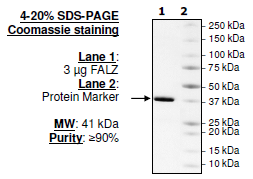 FALZ (BPTF), GST-tag Recombinant – Figure 1 of 1