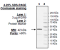 WDR9/BRWD1 (BD2), GST-tag Recombinant – Figure 1 of 1