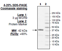 WDR9/BRWD1 (BD2), GST-tag Recombinant – Figure 1 of 1
