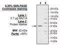 BAZ1A, GST-tag Recombinant – Figure 1 of 1