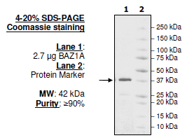 BAZ1A, GST-tag Recombinant – Figure 1 of 1