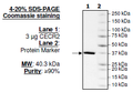 CECR2, GST-tag Recombinant – Figure 1 of 1