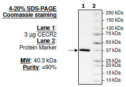 CECR2, GST-tag Recombinant – Figure 1 of 1