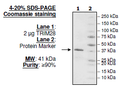 TRIM28, GST-tag Recombinant – Figure 1 of 1