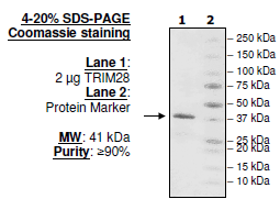 TRIM28, GST-tag Recombinant – Figure 1 of 1