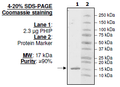 PHIP (BD1), His-tag Recombinant – Figure 1 of 1