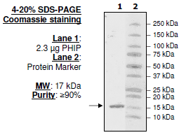 PHIP (BD1), His-tag Recombinant – Figure 1 of 1