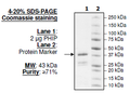 PHIP (BD1), GST-tag Recombinant – Figure 1 of 1