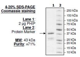 PHIP (BD1), GST-tag Recombinant – Figure 1 of 1