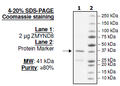ZMYND8, GST-tag Recombinant – Figure 1 of 1