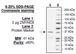 ZMYND8, GST-tag Recombinant – Figure 1 of 1
