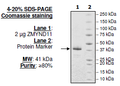 ZMYND11, GST-tag Recombinant – Figure 1 of 1
