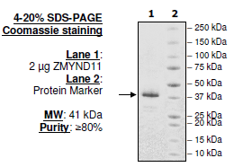 ZMYND11, GST-tag Recombinant – Figure 1 of 1