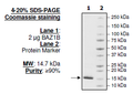BAZ1B, His-tag Recombinant – Figure 1 of 1