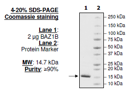 BAZ1B, His-tag Recombinant – Figure 1 of 1