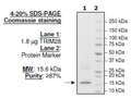 TRIM28, His-Tag Recombinant – Figure 1 of 1