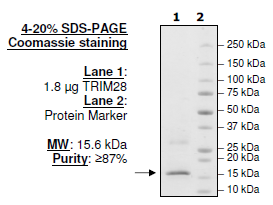 TRIM28, His-Tag Recombinant – Figure 1 of 1