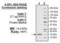 ASH1L, His-tag Recombinant – Figure 1 of 1