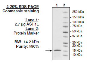 ASH1L, His-tag Recombinant – Figure 1 of 1