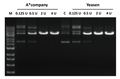 Figure 1. Comparison of Digestion Efficiency at Different Enzyme Amounts (0.125–4 U): 2 U Delivers Optimal Performance