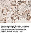 Anti-EPHA4 Antibody – Figure 1 of 1