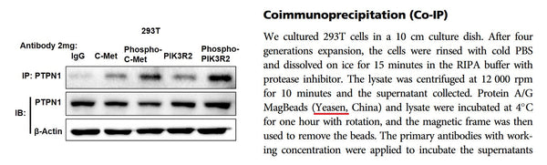 Protein A/G MagBeads(IP Grade)