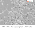 CHMm Over-expressing Fascin-1 Stable Cell Line | Applied Biological Materials (abm)