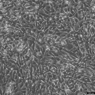 3T3-L1 cell