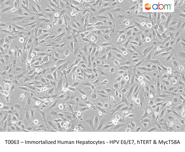 Immortalized Human Hepatocytes - HPV E6/E7, hTERT & MycT58A | Applied Biological Materials (abm)