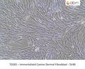 Immortalized Canine Dermal Fibroblast - SV40 – Figure 1 of 1
