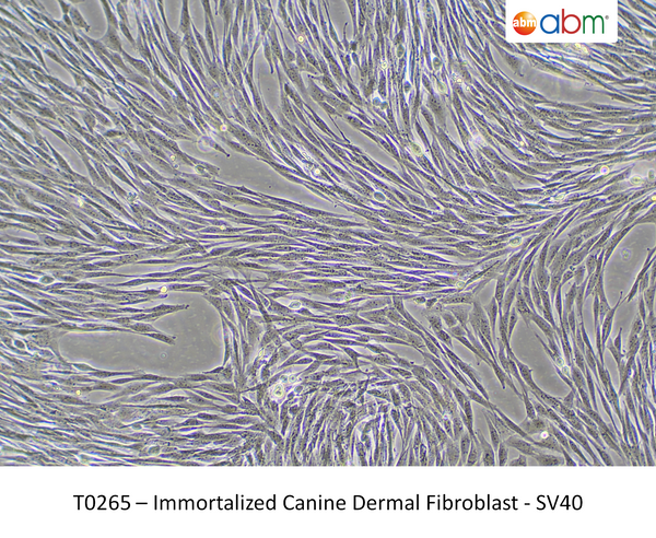 Immortalized Canine Dermal Fibroblast - SV40 – Figure 1 of 1